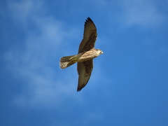 Falco biarmicus biarmicus