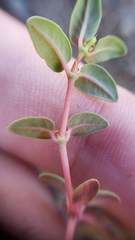 Euphorbia ocellata ocellata