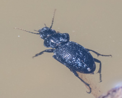 Cyclotrachelus
