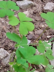 Oxalis grandis