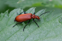 Pyrochroa serraticornis