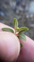 Euphorbia ocellata ocellata