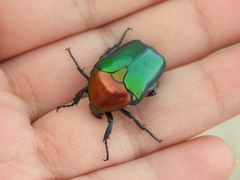 Protaetia speciosa jousselini