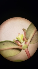 Euphorbia ocellata ocellata