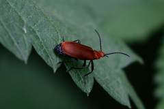 Pyrochroa serraticornis