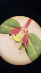 Euphorbia ocellata ocellata