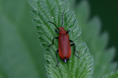 Pyrochroa serraticornis