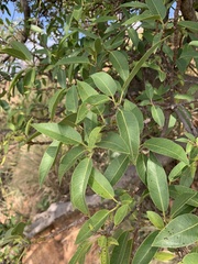 Ficus salicifolia