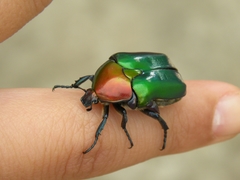 Protaetia speciosa jousselini