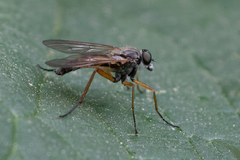 Rhagio annulatus