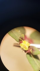 Euphorbia ocellata ocellata