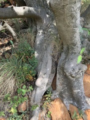 Ficus salicifolia