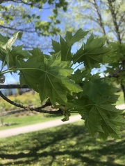 Acer platanoides