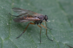 Rhagio annulatus