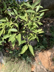 Ficus salicifolia