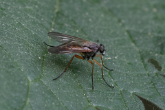 Rhagio annulatus