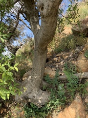 Ficus salicifolia