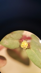 Euphorbia ocellata ocellata