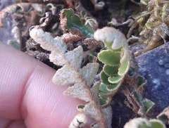 Asplenium ceterach image