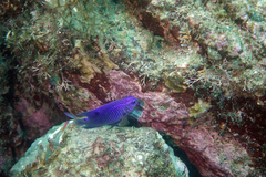 Stegastes rectifraenum