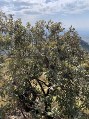 Combretum molle