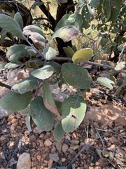 Combretum molle
