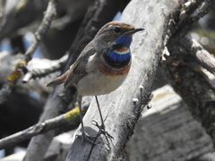 Luscinia svecica svecica