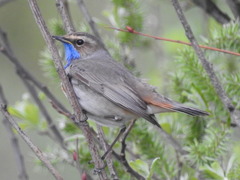 Luscinia svecica svecica