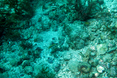 Halichoeres melanotis