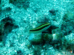 Halichoeres melanotis