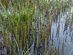 Equisetum fluviatile