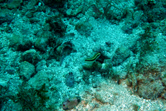 Halichoeres melanotis