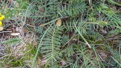 Onobrychis saxatilis