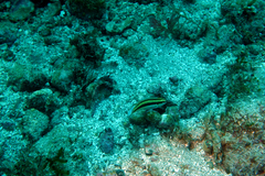 Halichoeres melanotis