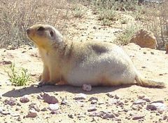 Yellow Ground Squirrel photo 3