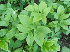 Aegopodium podagraria