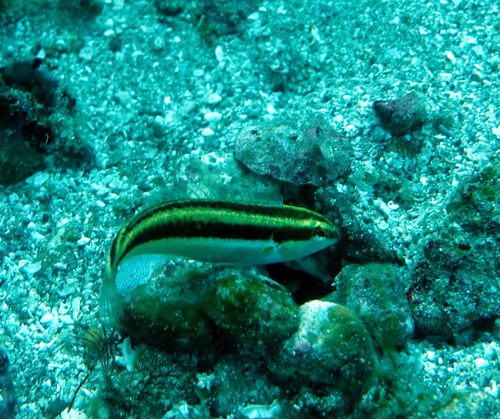 Zwartoor-lipvis (Halichoeres melanotis) — Labridae — 4