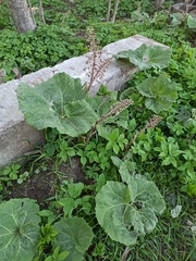 Petasites hybridus