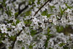 Prunus cerasifera