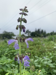 Salvia miltiorrhiza