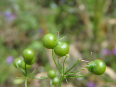 Bifora radians