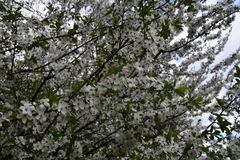 Prunus cerasifera