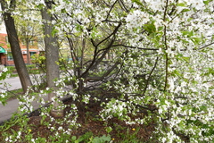 Prunus cerasifera