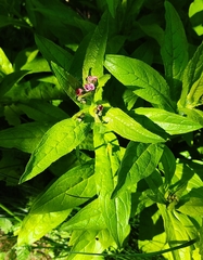 Cynoglossum germanicum