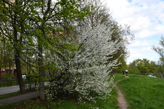 Prunus cerasifera