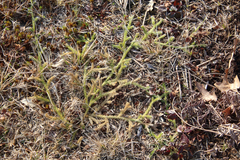 Lycopodium lagopus