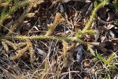 Lycopodium lagopus