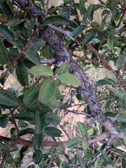 Ximenia caffra