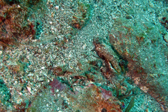 Chaenopsis alepidota