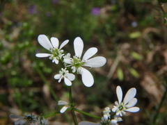 Bifora radians